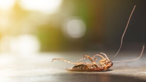 Ant and Roach Control Tips for Businesses