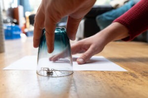When to Call Lamp Pestproof for Spider Problems