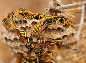 Why Wasps Are So Aggressive This Time of Year