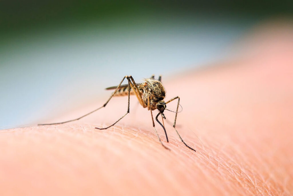 Why Mosquitoes Seem Worse Every Year
