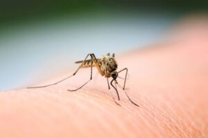 Why Mosquitoes Seem Worse Every Year