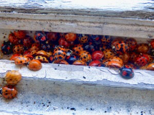 The 5 Most Common Pests That Try to Move into Your Home Every Fall