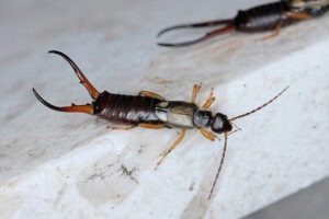 Common Household Pests